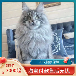 缅因猫幼猫纯种宠物猫俄罗斯巨型猫咪活体烟灰黑棕虎斑缅因长毛猫