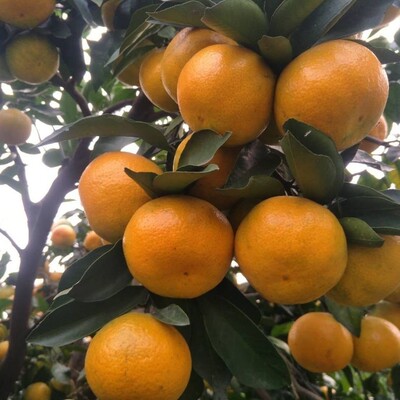 东江湖东江湖蜜桔蜜桔