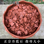 拇指大小丹霞碎石头能种石斛红色基石金钗霍山铁皮鼓槌天宫米兰斛