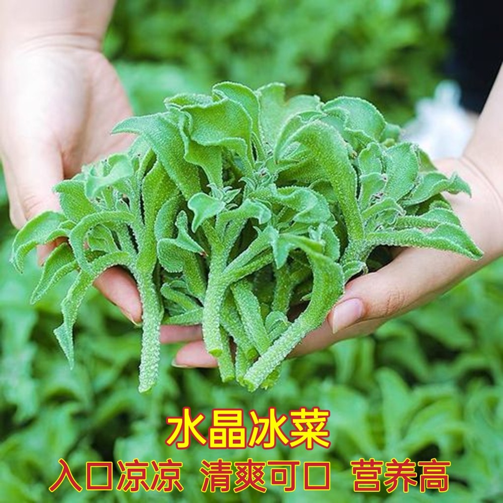 水晶冰菜种子春夏秋四季播农家盆家庭园艺种子