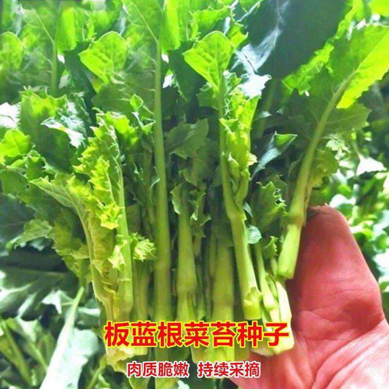 板蓝根青菜种子油菜苔种子分枝性家庭园艺种子