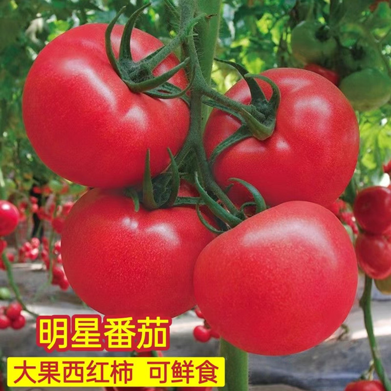 西红柿种子番茄种子大全特大超甜家庭园艺种子