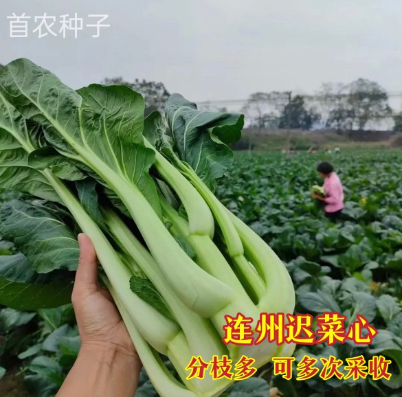 连州菜心菜籽盈科蔬菜阳台
