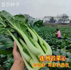 连州菜心种子菜苔种籽四季蔬菜孑甜迟菜心南方秋季播大田阳台菜籽