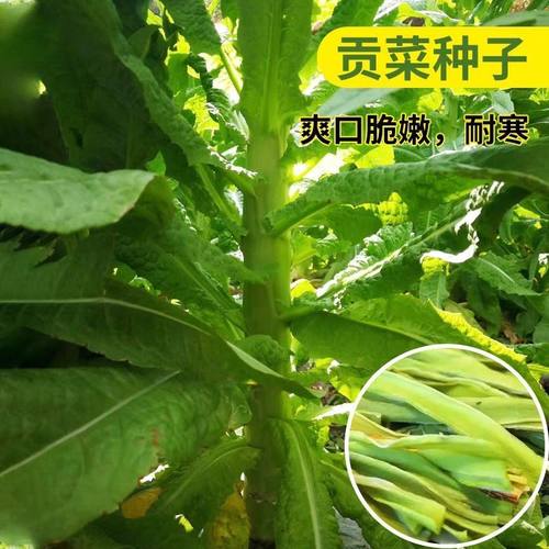 贡菜种子爽口脆响菜 山蛰菜种籽耐寒苔干菜四季高产特色蔬菜种孑