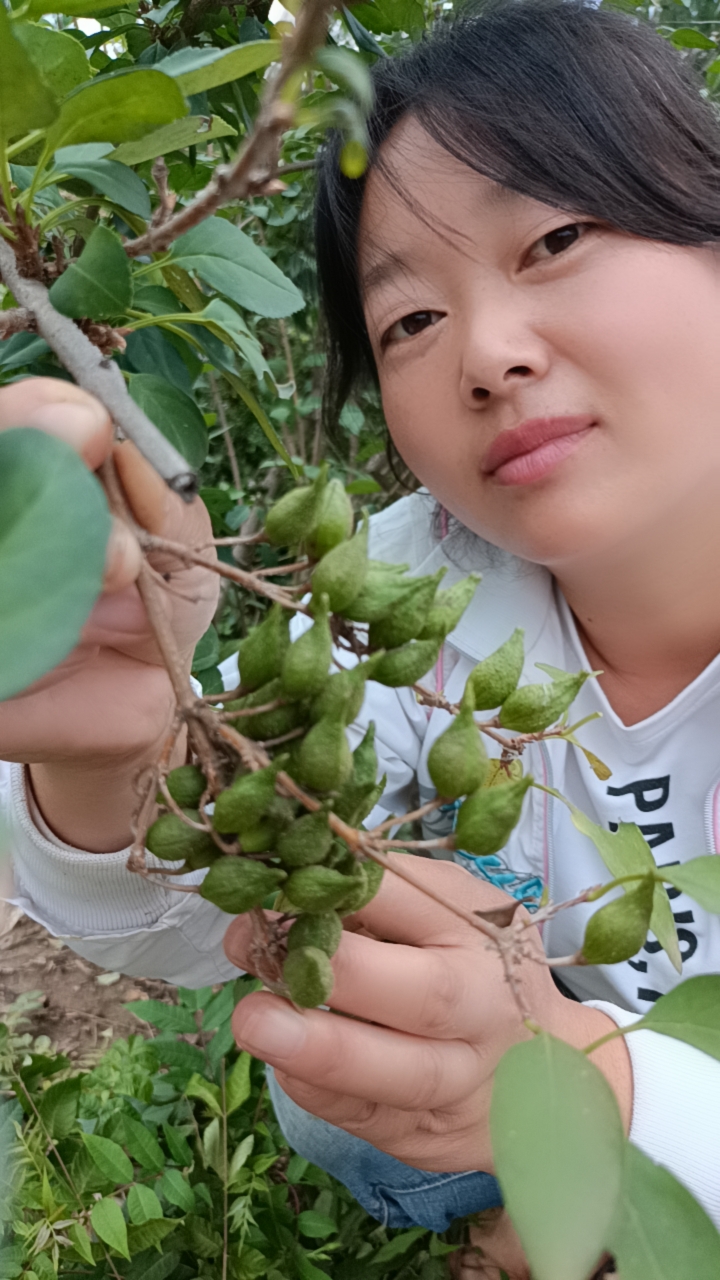 药用连翘苗山西中条山晋翘四号五号黄花条青连翘老翘高产大果包邮