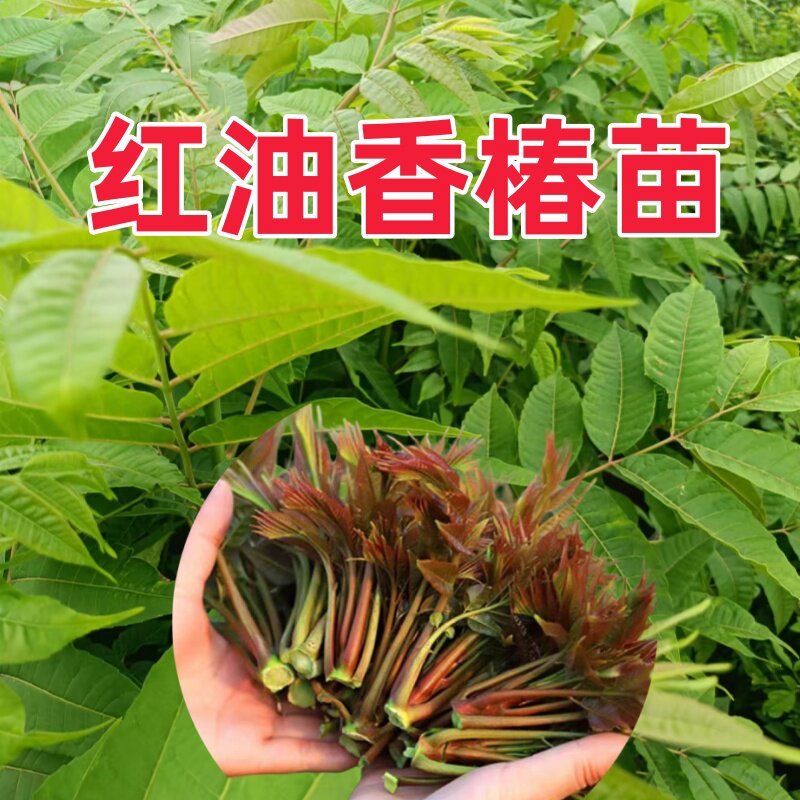 红油香椿苗香椿树苗时令菜香椿炒