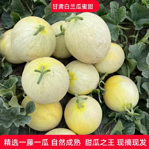 甘肃兰州白兰瓜银蒂网纹蜜瓜甜瓜