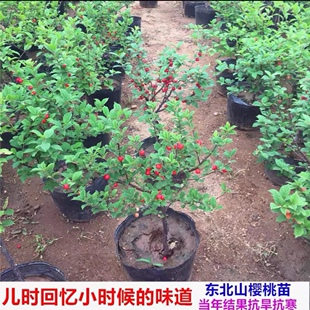 野生山樱桃树苗矮化盆栽南北方种植东北毛樱桃果树当年结果