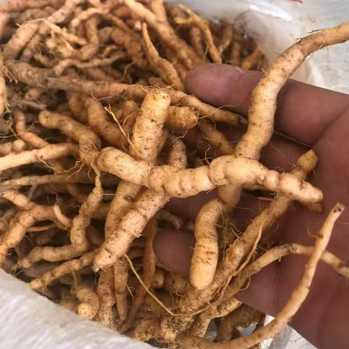 伏牛山生地黄挖鲜细新鲜