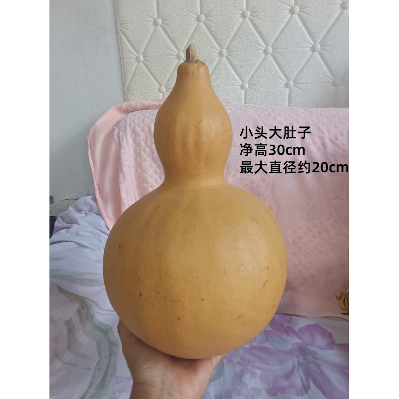 一个天然异形小头大肚子大葫芦t72号