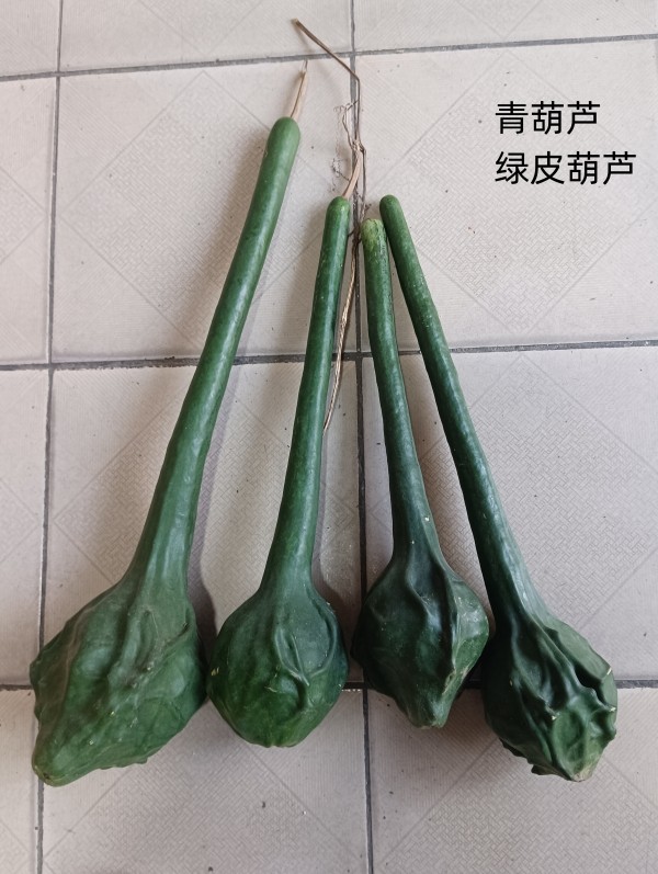 t189号天然异形绿皮鹤首葫芦i.