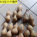 一组11个天然次品尾货花皮葫芦D1号