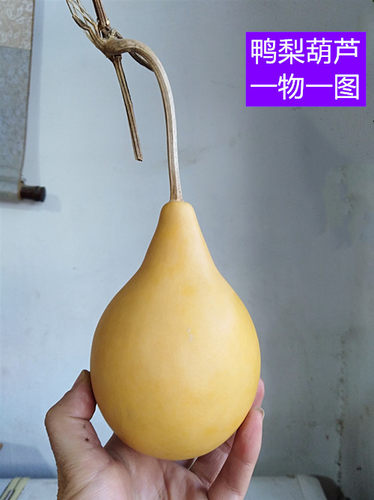 天然异形鸭梨苹果小瓢葫芦