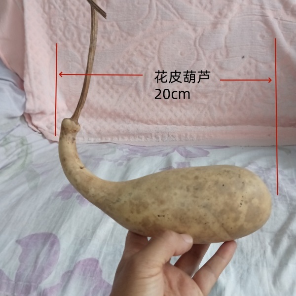 小葫芦异形一组天然天然异形