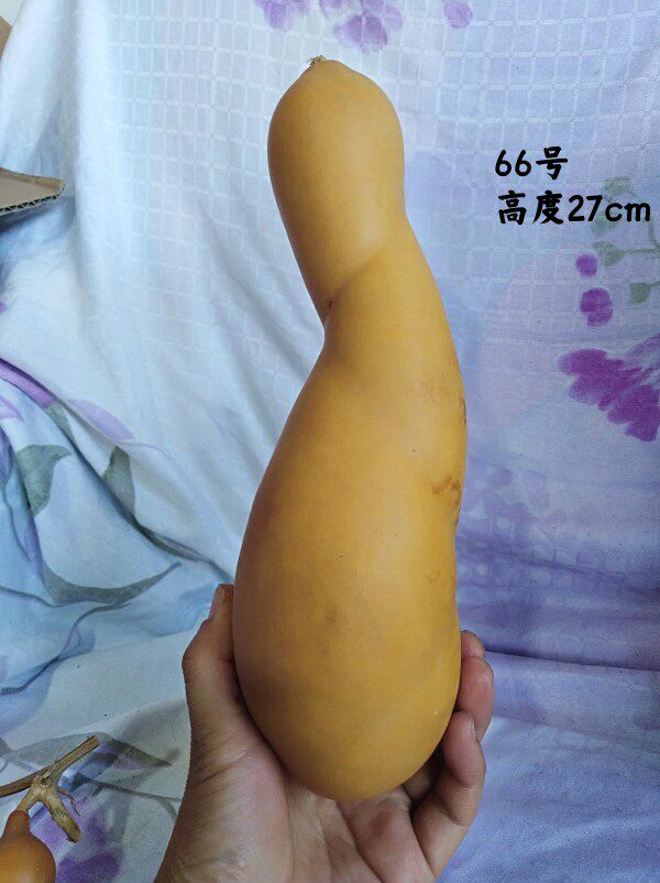 一个天然异形勒扎小葫芦66号