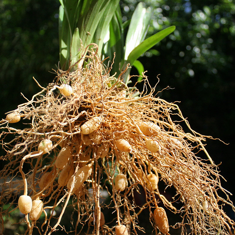 天然野生麦冬苗有机可食用盆栽带坠发货庭院宽阔叶中药用麦冬草坪