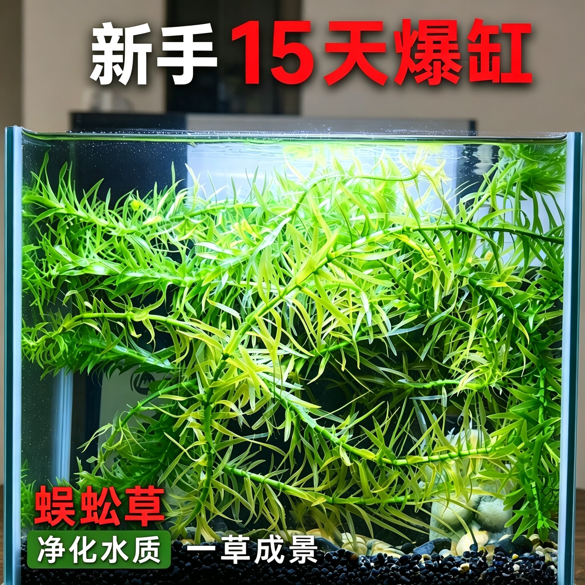鱼缸水草蜈蚣草丢缸就活