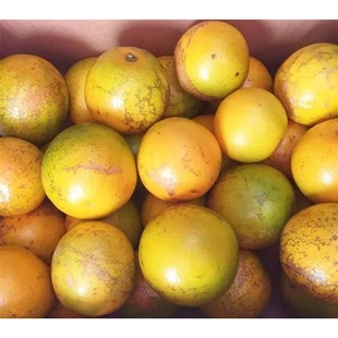 2025新品 云南缤品褚花斑橙哀牢山新鲜纯甜高原玉溪冰糖橙手剥橙子