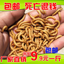 面包虫黄粉虫活体鲜活虫种虫500g宠物饲料龙鱼血鹦鹉仓鼠饲料鸟食
