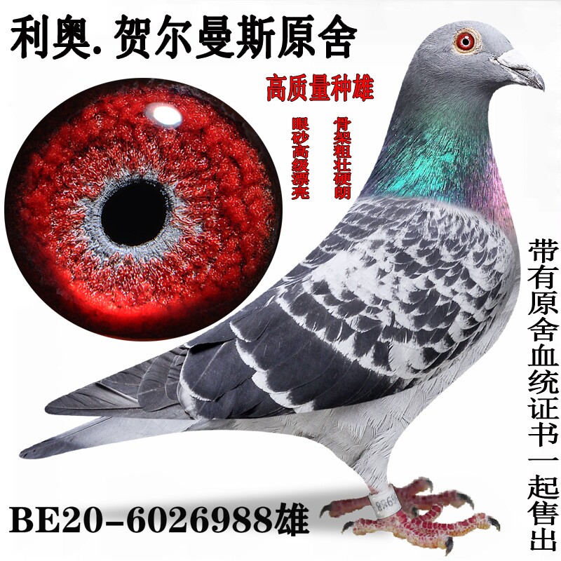 成绩鸽血统鸽公棚鸽天落种鸽信鸽赛鸽原环清棚鸽盖比奶酪胡本鸽3