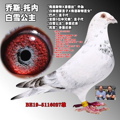 信鸽种鸽成绩鸽赛鸽千公里鸽