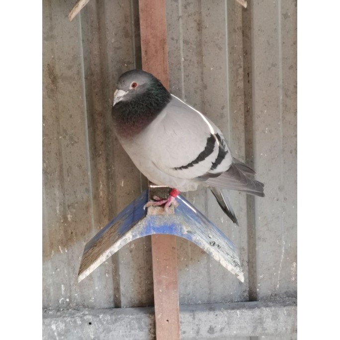 宠物活体鸽子信鸽血统鸽芬妮卡桑杰士詹森 成绩鸽归巢鸽幼鸽