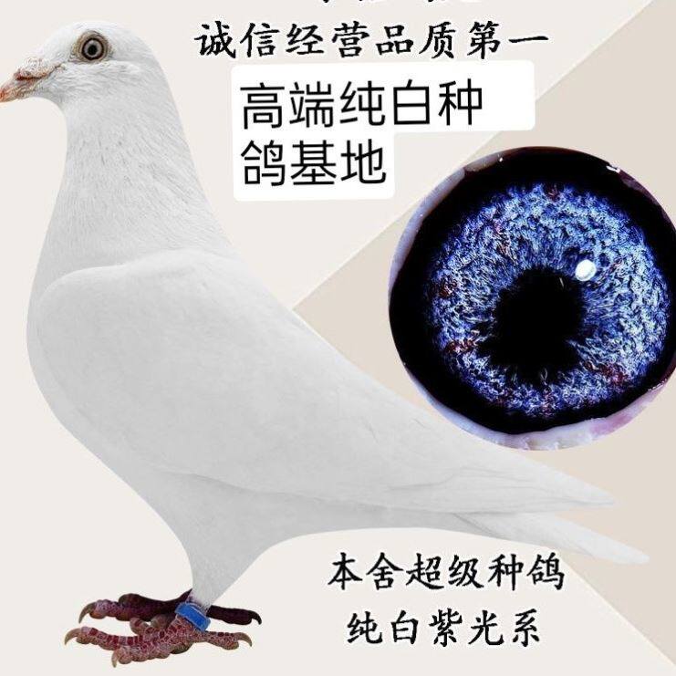 高端纯白育种基地白鸽鸽子种鸽幼