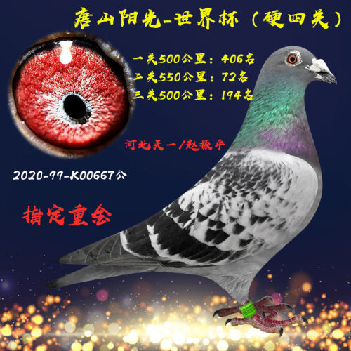 信鸽种鸽成绩鸽开尔唐山阳光长阳