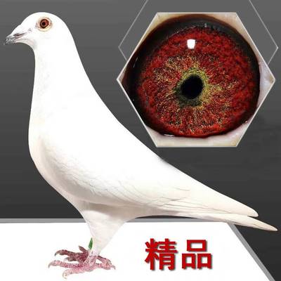 纯白色信鸽活体白鸽子赛鸽村松白