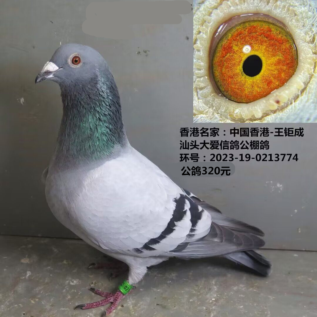 香港名家：中国香港-王钜成 汕头大爱信鸽公棚鸽