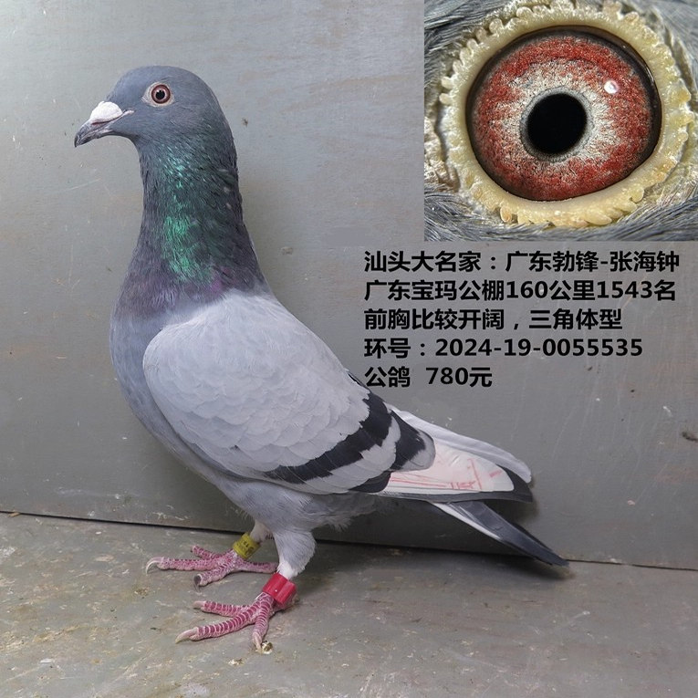 汕头大名家:广东勃锋-张海钟