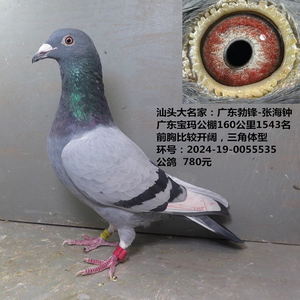 汕头大名家：广东勃锋-张海钟
