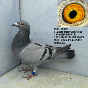 指定9100元 355公里预赛2677名 广东自信者赛鸽公棚决赛鸽 黄海生