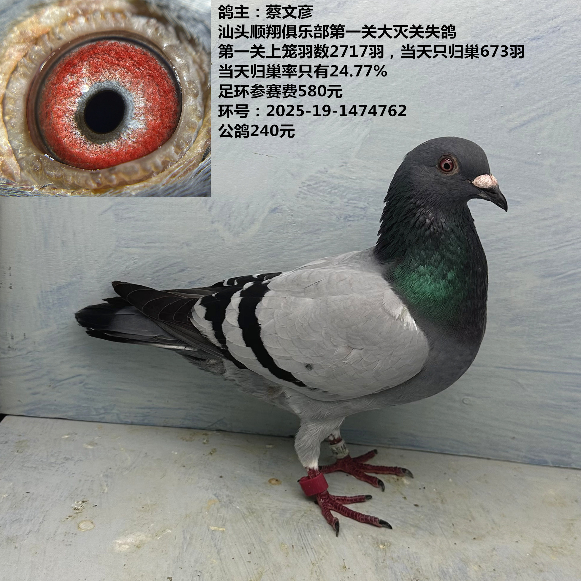 蔡文彦 顺翔俱乐部第一关大灭关失鸽 笼羽数2717羽 只归巢673羽