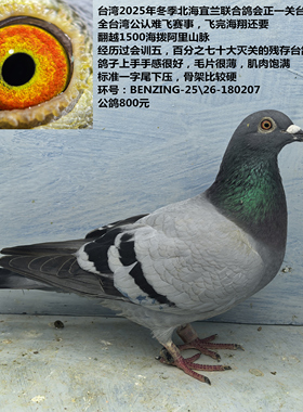 台湾2025年冬季北海宜兰联合鸽会正一关台鸽 全台湾公认难飞赛事