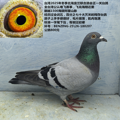 台湾2025年冬季北海宜兰联合鸽会正一关台鸽 全台湾公认难飞赛事