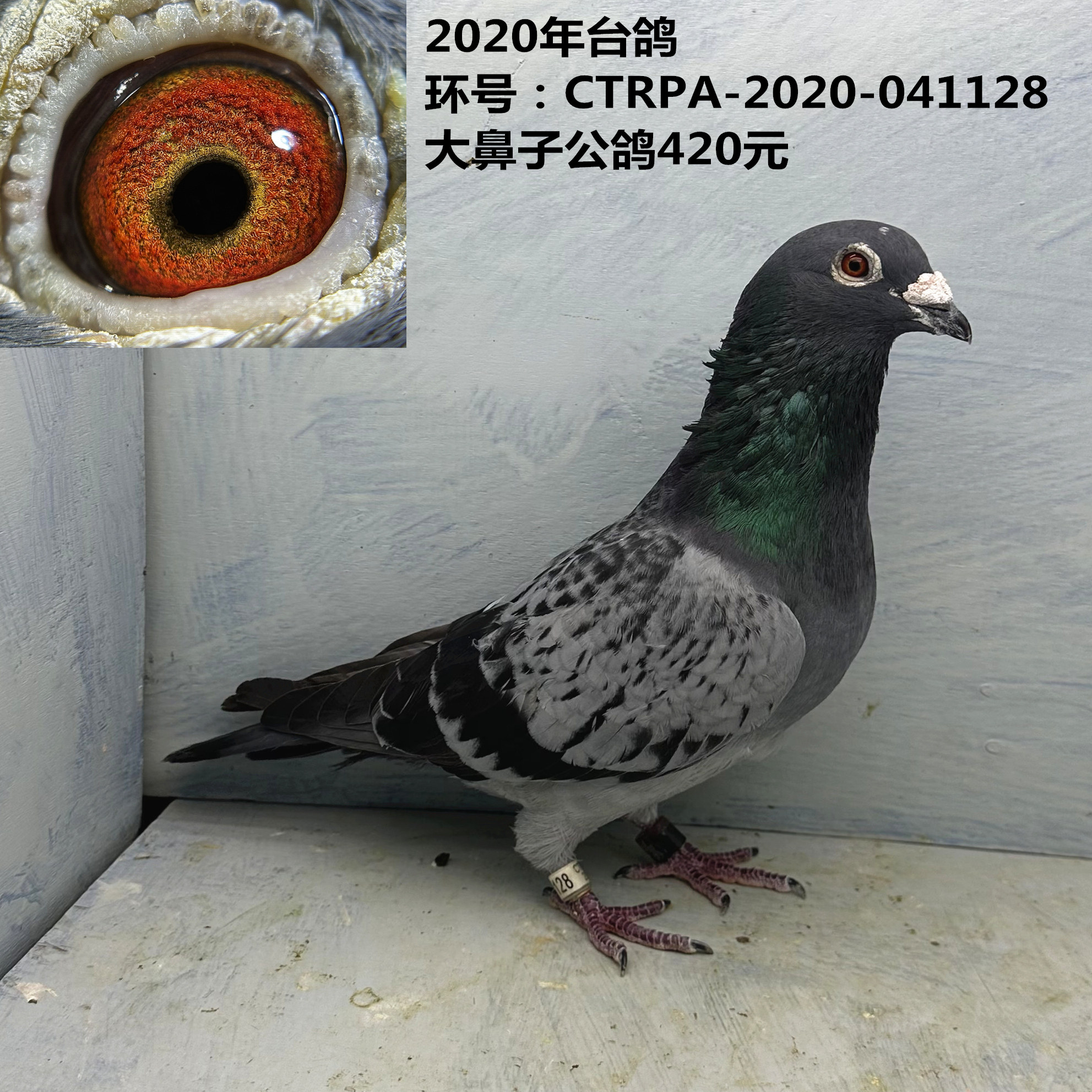 大鼻子台鸽   大鼻子台湾鸽 公鸽  种鸽  信鸽