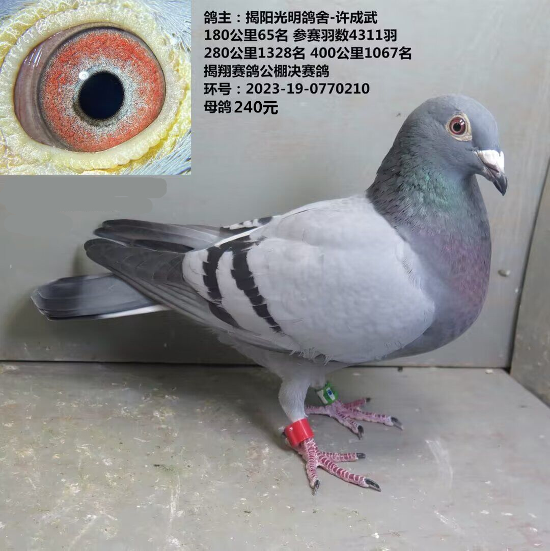 揭阳光明鸽舍-许成武 180公里65名  280公里1328名 400公里1067名