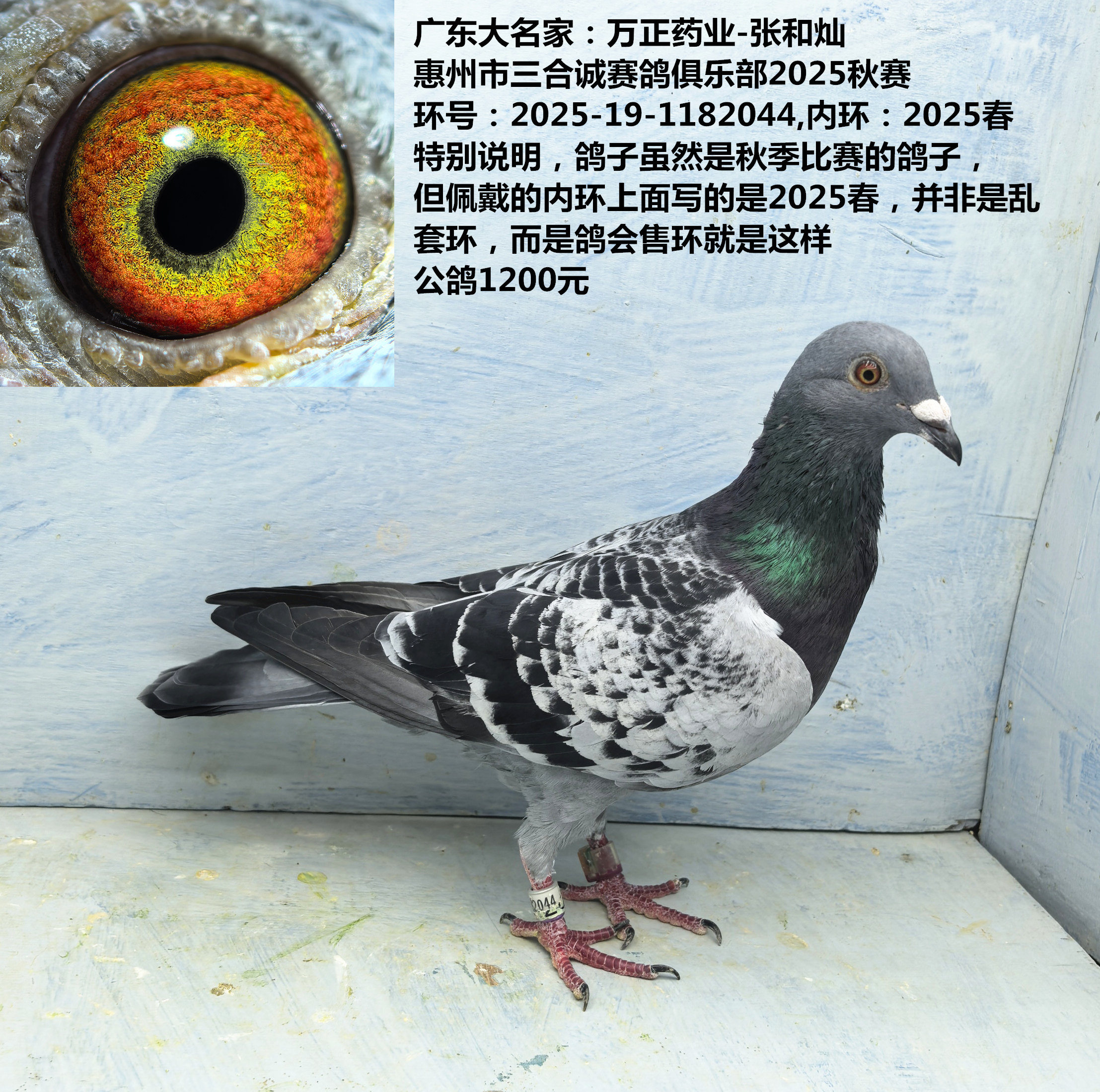 广东大名家:万正药业-张和灿 惠州市三合诚赛鸽