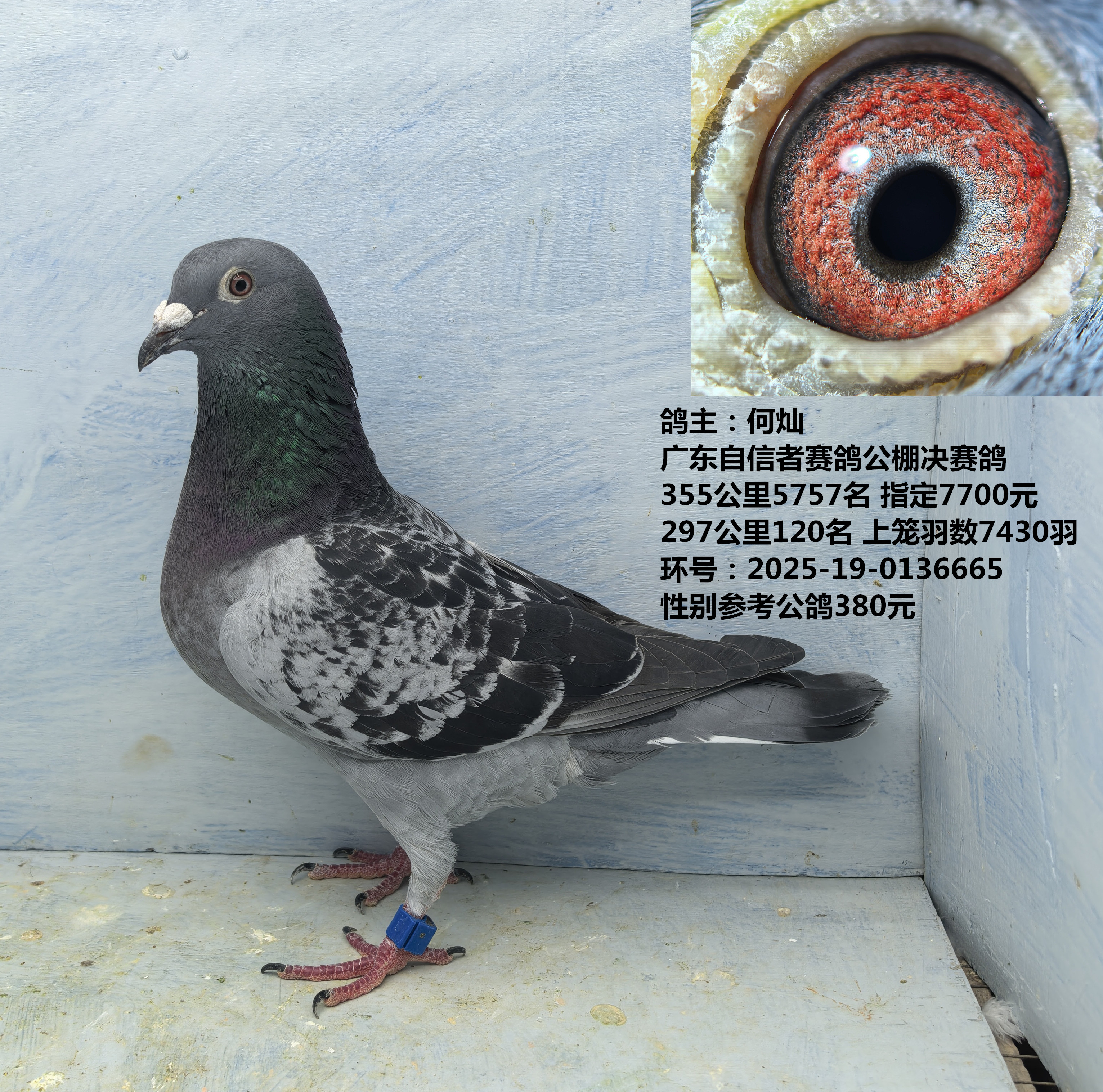 鸽主：何灿 自信者公棚决赛鸽 355公里5757名  297公里120名