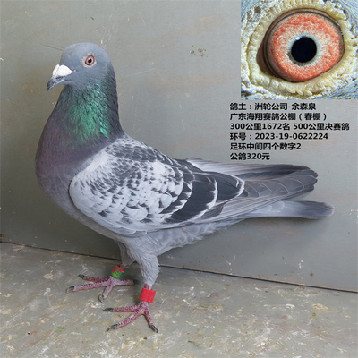 洲轮公司-余森泉 海翔公棚（春棚） 300公里1672名 500公里决赛鸽