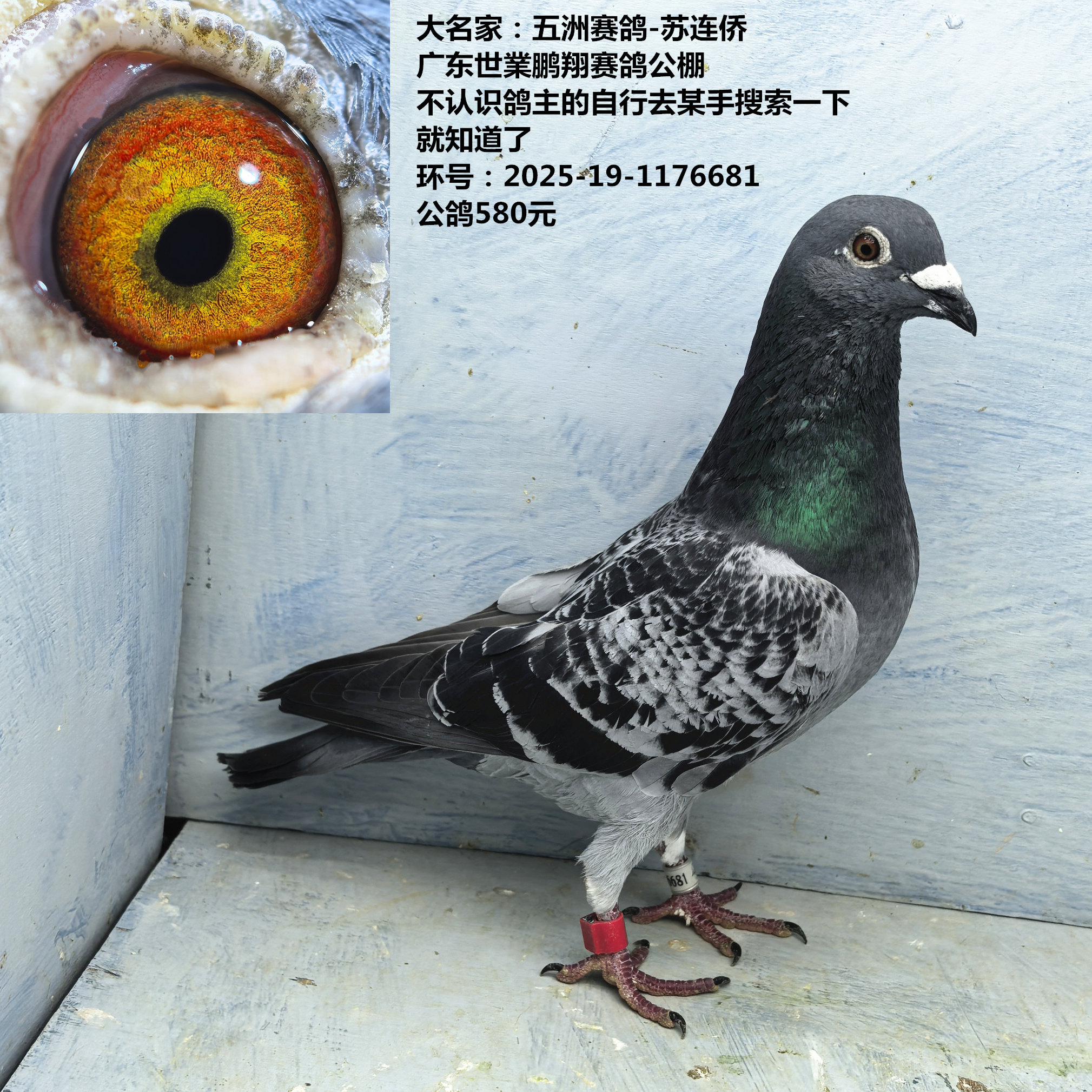 大名家:五洲赛鸽-苏连侨 广东世業鹏翔赛鸽公棚