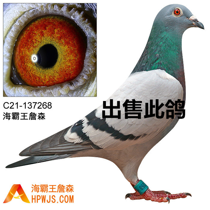 汕头海霸王詹森鸽 血统:019孙 海霸王官网可以查到血统