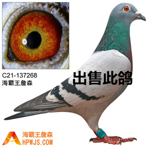 汕头海霸王詹森鸽 血统：019孙 海霸王官网可以查到血统