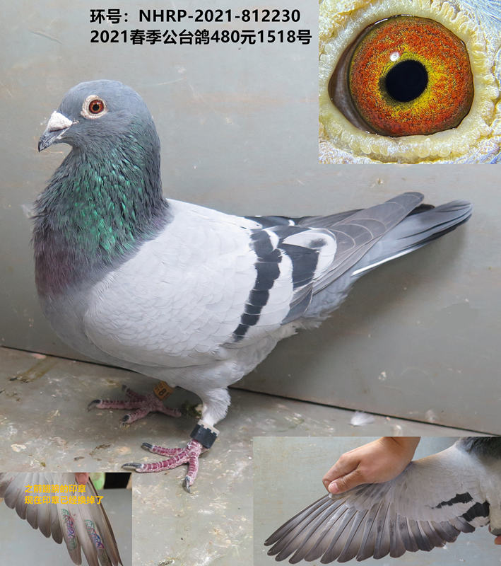 2021春季公台鸽 台湾鸽 种鸽 信鸽 赛鸽 公鸽