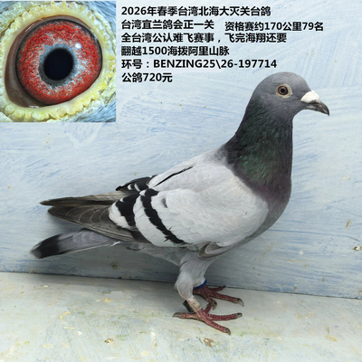 2026年春季台湾北海大灭关台鸽 台湾宜兰鸽会正一关 资格赛79名