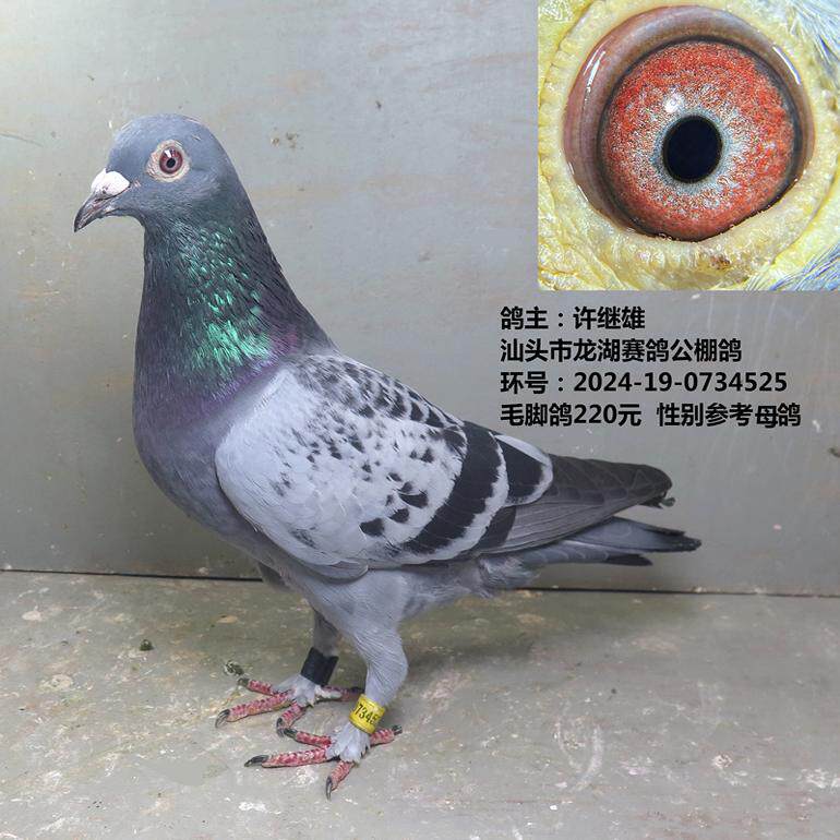 许继雄 汕头市龙湖赛鸽公棚鸽  毛脚鸽220元  性别参考公鸽