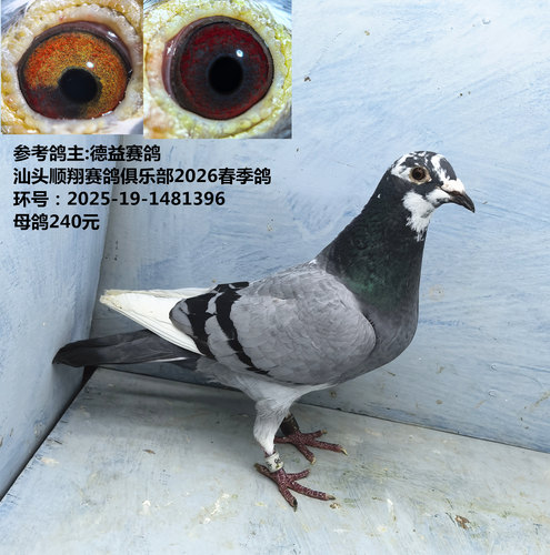 参考鸽主:德益赛鸽 汕头顺翔赛鸽俱乐部2026春季鸽 足环580元