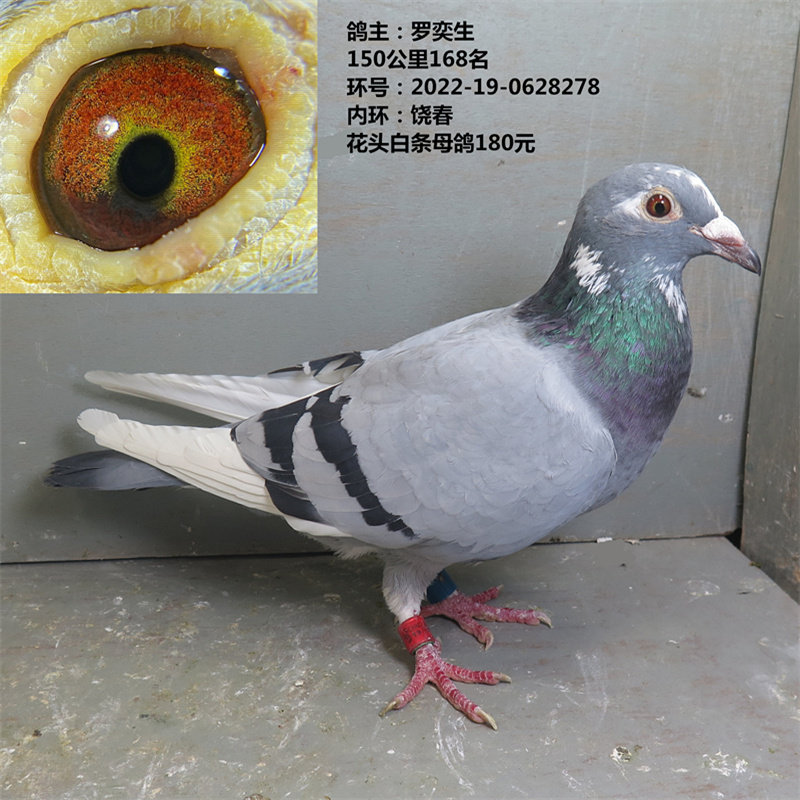 鸽主:罗奕生 150公里168名 花头白条母鸽 赛鸽 种鸽 信鸽